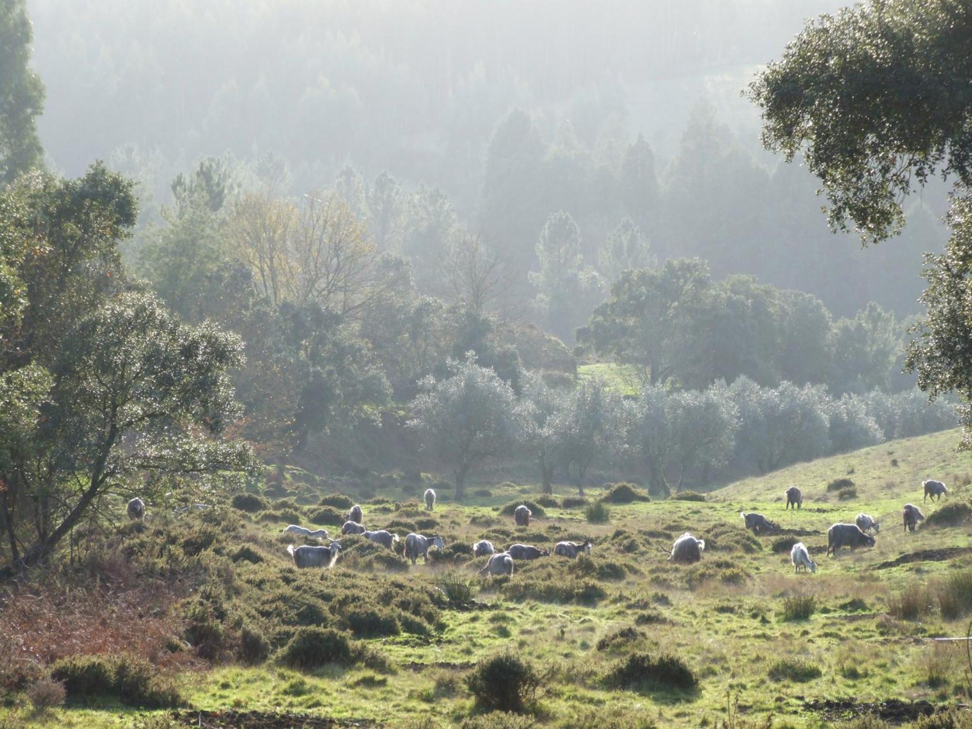 Vumba Agroturismo Arganil Dış mekan fotoğraf